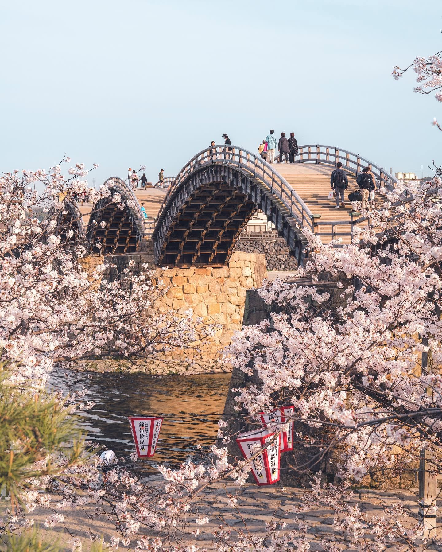 Kintaikyo Bridge during Cherry Blossum