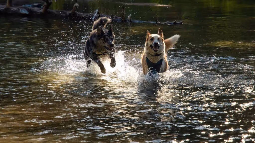 Dogs playing at a Sacramento off leash dog park